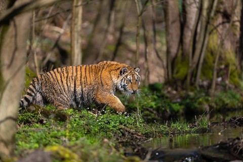 One young female Siberian Tiger, Panthera tigris altaica, standing on shore of a creek in a forest.