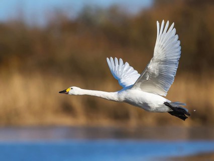 Tundra Swan, Bewick's Swan, Cygnus columbianus in flight at winter in Slimbridge, England, United
