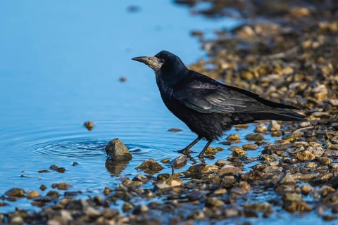 Rook, Corvus frugilegus on winter marshes, England, United Kingdom, Europe