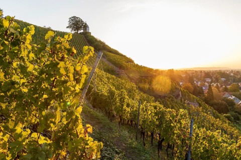 Sunrise in the vineyards around Wackerbarth Castle, Jacobstein can be seen above, Radebeul, Saxony,