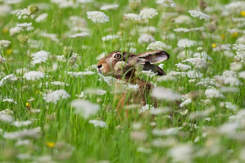 European hare (Lepus europaeus), adult animal resting in a field of flowering Wild Carrot plants,