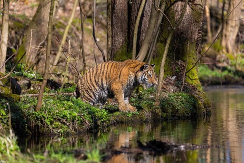 One young female Siberian Tiger, Panthera tigris altaica, standing on shore of a creek in a forest.
