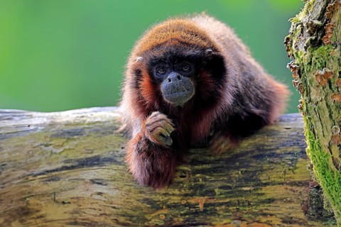 Coppery titi (Plecturocebus cupreus, Syn.: Callicebus cupreus), adult, portrait, tree trunk, South