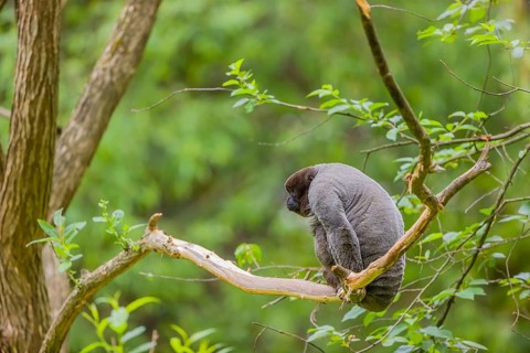 A common woolly monkey, brown woolly monkey, or Humboldt's woolly monkey (Lagothrix lagothricha)