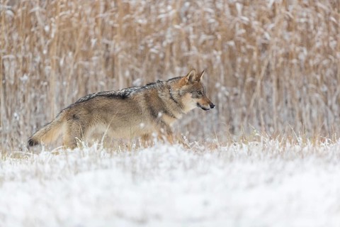 One young male eurasian gray wolf (Canis lupus lupus) running over a snow covered meadow during