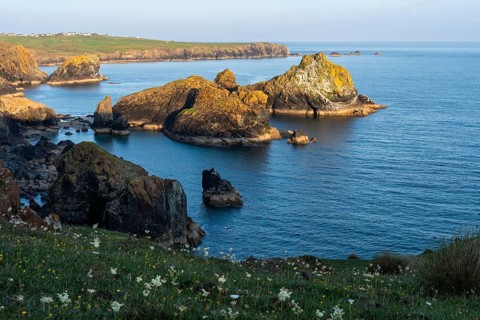 Coastal landscape in Kynance Cove. White blooming wildflowers in front. Evening, golden hour.