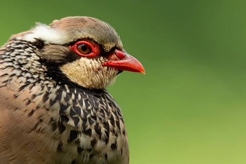 Red legged or French partridge (Alectoris rufa) adult bird head portrait, England, United Kingdom,