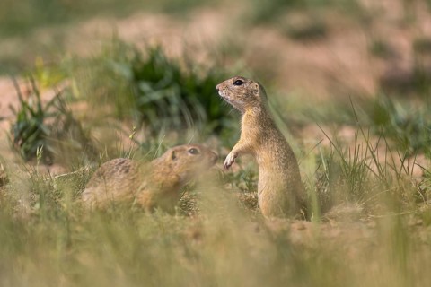 One European ground squirrel (Spermophilus citellus) or European souslik standing erected in tall