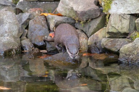 One oriental small-clawed otter or Asian small-clawed otter (Aonyx cinerea), standing in the water