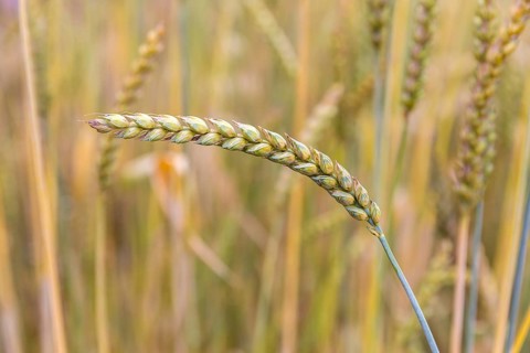 Heirloom wheat (Triticum aestivum ssp.), spike, Burggarten Cadolzburg, Bavaria, Germany, Europe