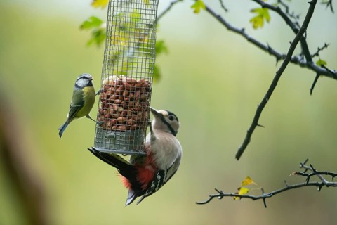 Great spotted woodpecker (Dendrocopos major) and Blue tit (Cyanistes caeruleus) adult birds on a