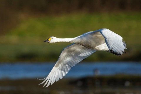 Tundra Swan, Bewick's Swan, Cygnus columbianus in flight at winter in Slimbridge, England, United