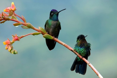 Two Fiery-throated Hummingbirds (Panterpe insignis) on a branch, Costa Rica, Central America