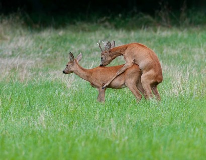Roe deer (Capreolus capreolus), roebuck shoeing a doe in a meadow, mating, Germany, Europe