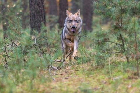 One young male eurasian gray wolf (Canis lupus lupus) running thru a forest with rocks and heather.