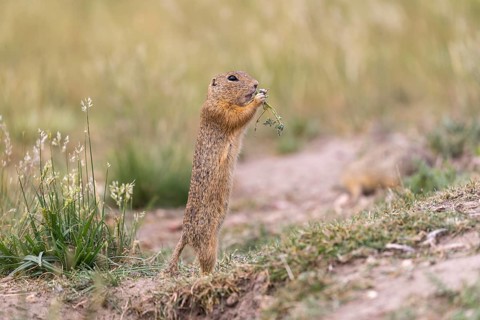 One European ground squirrel (Spermophilus citellus) or European souslik standing erected on sand