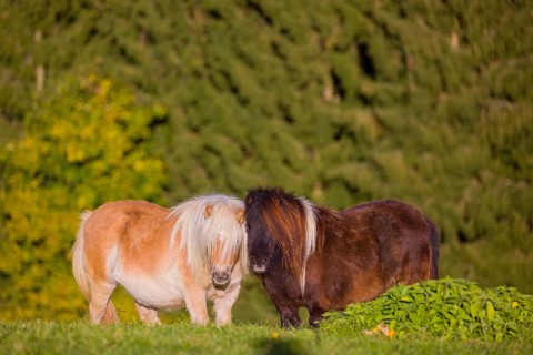 Falabella mare and stallion groom each other. The Falabella (Equus ferus caballus) is the smallest