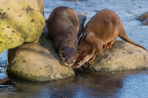 Two oriental small-clawed otter or Asian small-clawed otter (Aonyx cinerea), play with a small