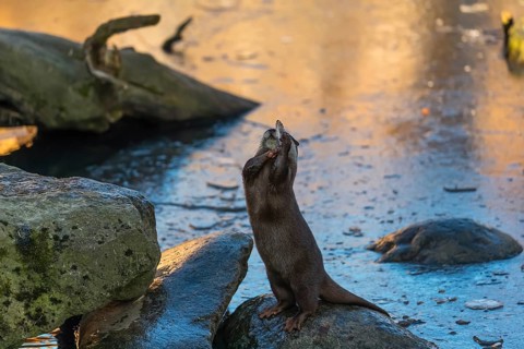 One oriental small-clawed otter or Asian small-clawed otter (Aonyx cinerea), plays with a small