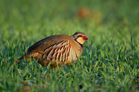 Red legged or French partridge (Alectoris rufa) adult bird in a farmland cereal field, England,