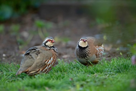 Red legged or French partridge (Alectoris rufa) two adult birds on an urban garden lawn, England,