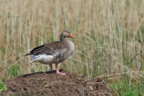 Greylag goose (Anser anser) building a nest, Dümmer, Lake Dümmer, Ochsenmoor, Hüde, Lower Saxony,