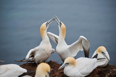 Northern gannet (Morus bassanus) couple greeting each other with their beaks, wildlife, Helgoland,