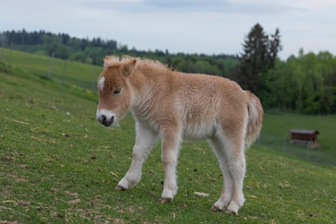 Falabella foal, The Falabella (Equus ferus caballus) is the smallest horse at all