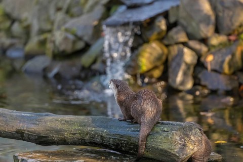 One oriental small-clawed otter or Asian small-clawed otter (Aonyx cinerea), in a creek in front of