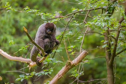 A common woolly monkey, brown woolly monkey, or Humboldt's woolly monkey (Lagothrix lagothricha)