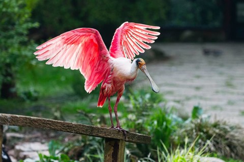 Roseate Spoonbill (Platalea ajaja), adult bird perched on a fence, flapping its wings, native to
