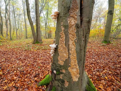 Ringed beech slime beetle (Oudemansiella mucida), fruiting body and the Silvery Porecrust, beech