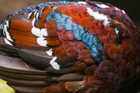 Hume's pheasant (Syrmaticus humiae), also known as bar-tailed pheasant, a detailed study of a adult
