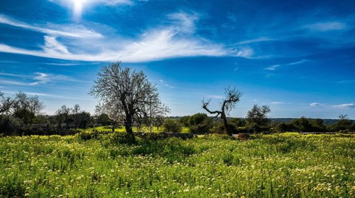 Landscape and nature in February, Majorca, Spain, Europe