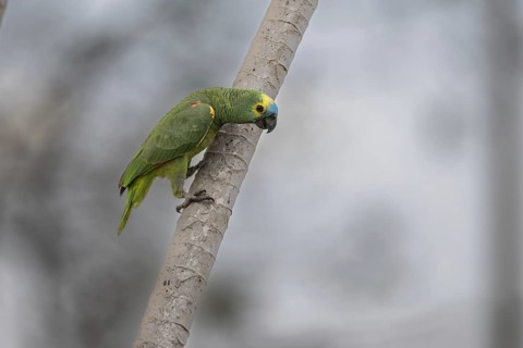 Blue-fronted Amazon (Amazona aestiva), on branch, Pantanal, Brazil, South America