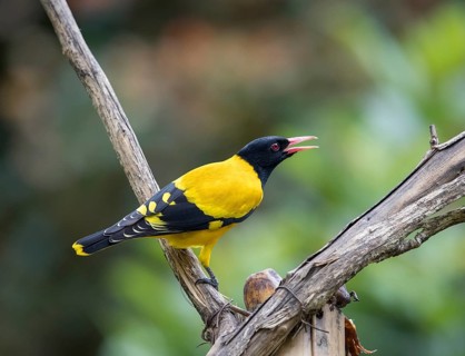 Black-headed oriole (Eurasian Golden Oriole xanthornus), Kaeng Krachan National Park, Thailand,