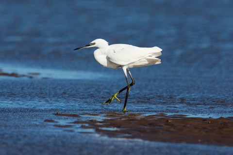Little Egret (Egretta garzetta), adult bird walking across mudflats at low tide, North Sea, Holy
