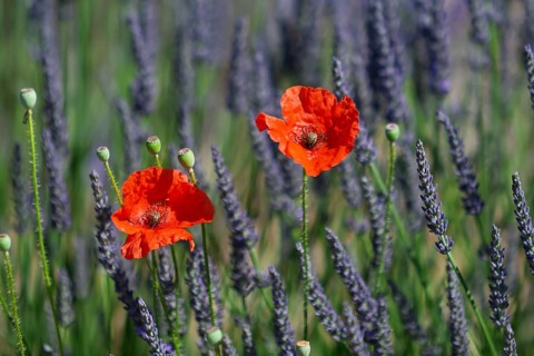 Two bright red poppies in the middle of a lavender landscape under a clear sky, Provence, France,