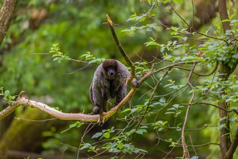 A common woolly monkey, brown woolly monkey, or Humboldt's woolly monkey (Lagothrix lagothricha)