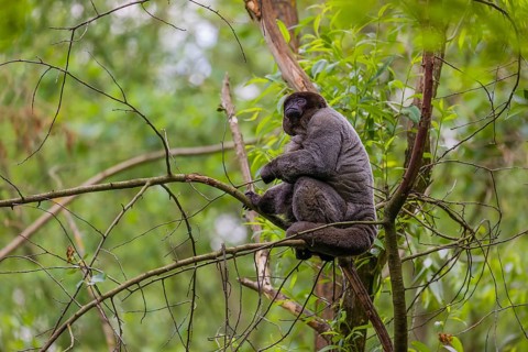 A common woolly monkey, brown woolly monkey, or Humboldt's woolly monkey (Lagothrix lagothricha)