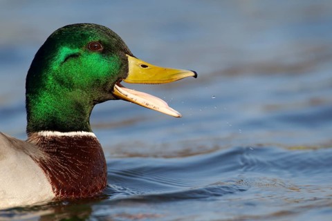 Mallard or Wild duck (Anas platyrhynchos) adult male bird calling or quacking on a lake, England,