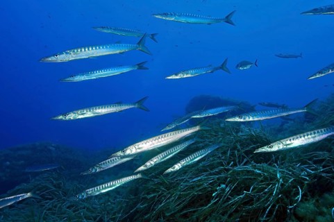 School School of fish Group of European barracuda (Sphyraena sphyraena) swimming over Neptune grass
