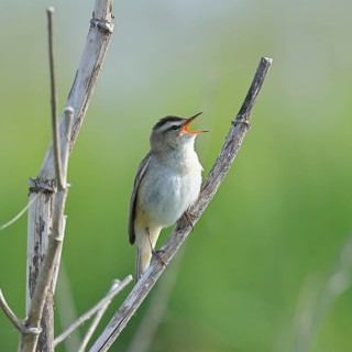 Reed Warbler (Acrocephalus schoenobaenus) singing in a shrub, Wildlife, Lembruch, Ochsen Moor,