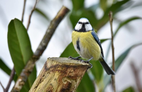 Blue tit (Cyanistes caeruleus) on a branch in cherry laurel, (Prunus laurocerasus)
