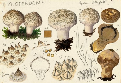 Mushroom, fungi, Lycoperdon, Stäubling, authentic reproduction of an illustration by Hans Walty