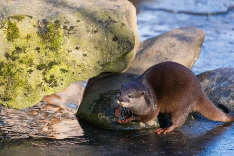 One oriental small-clawed otter or Asian small-clawed otter (Aonyx cinerea), plays with a small