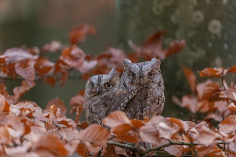 Two Eurasian scops owls (Otus scops)sitting on a twig of a beech tree, embedded in brown leafs