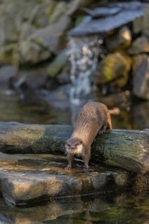 One oriental small-clawed otter or Asian small-clawed otter (Aonyx cinerea), in a creek in front of