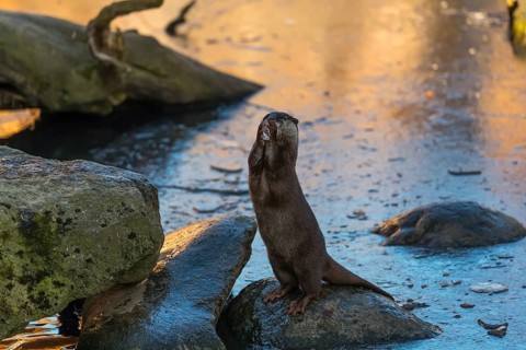One oriental small-clawed otter or Asian small-clawed otter (Aonyx cinerea), plays with a small