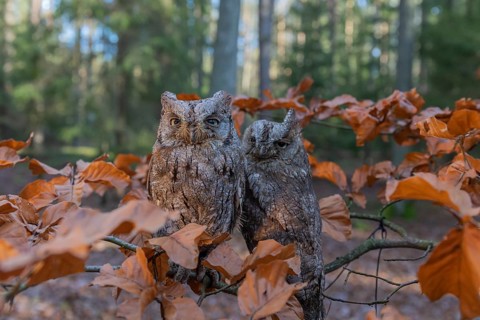 Two Eurasian scops owls (Otus scops)sitting on a twig of a beech tree, embedded in brown leafs